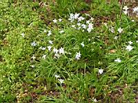 Crepis vesicaria subsp Stellata (fam. Asteracees) (Rg mediterraneennes) (1) (Photo F. Mrugala)